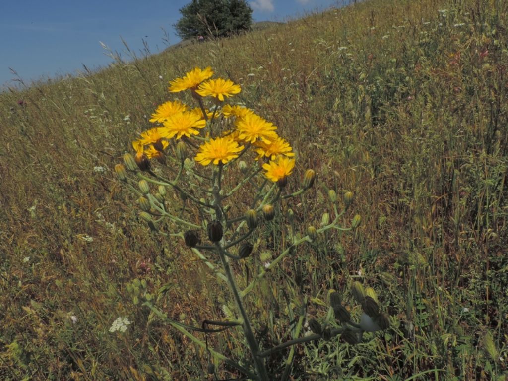 Crepis lacera / Radicchiella laziale